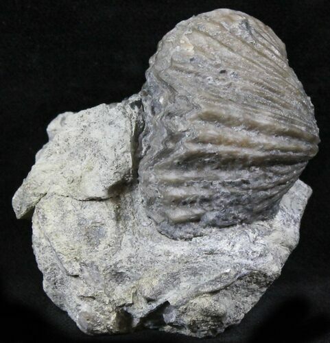 Platystrophia Brachiopod Fossil From Kentucky #26473
